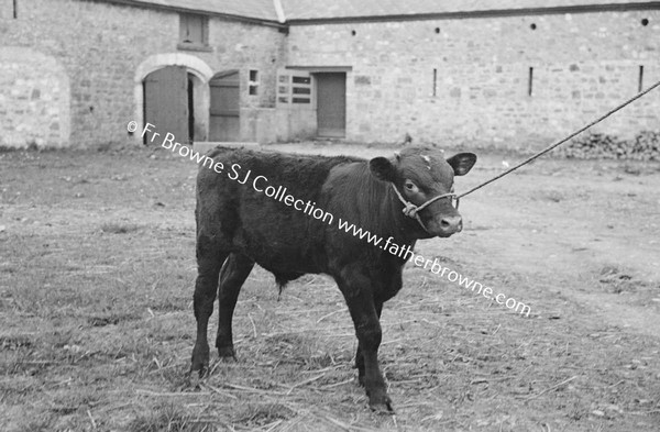 ON THE FARM THE CHAMPION CALF